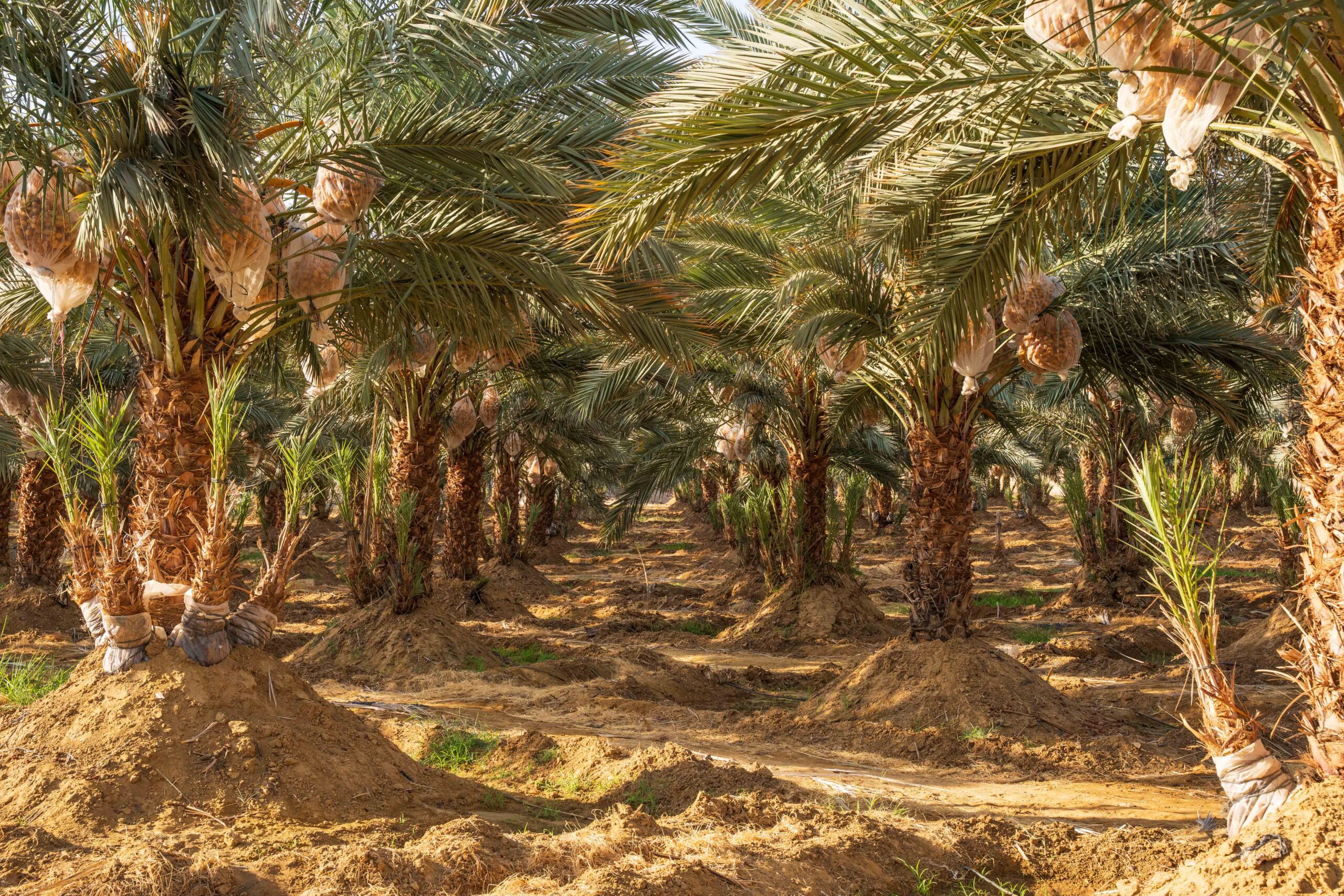 Palm Hills Dates – Brand Documentary